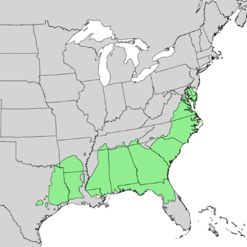 Pinus taeda range map