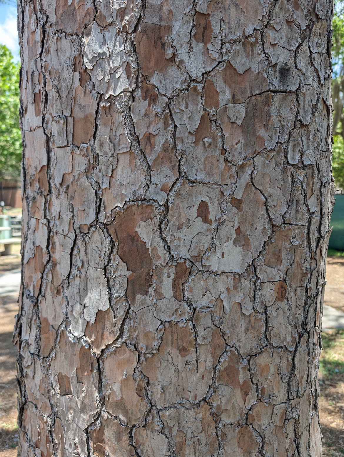 Pinus taeda