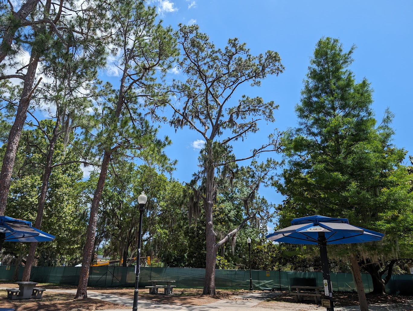 Pinus taeda