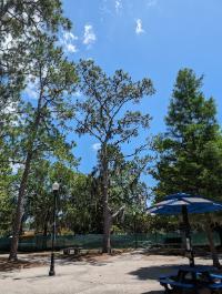 Pinus taeda