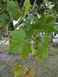 Platanus occidentalis