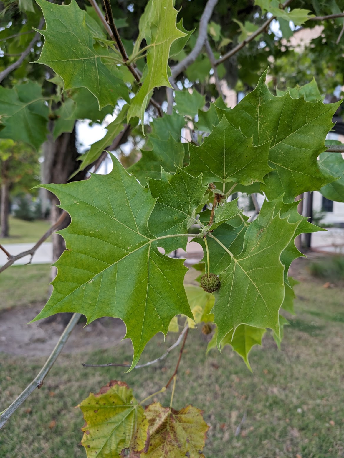 Platanus occidentalis