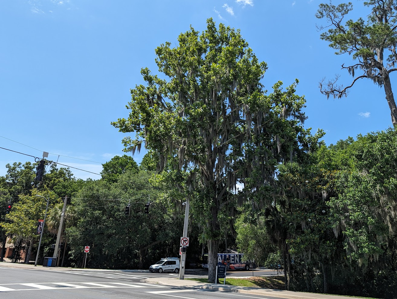 Platanus occidentalis