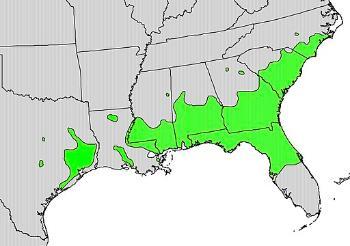 Prunus caroliniana range map