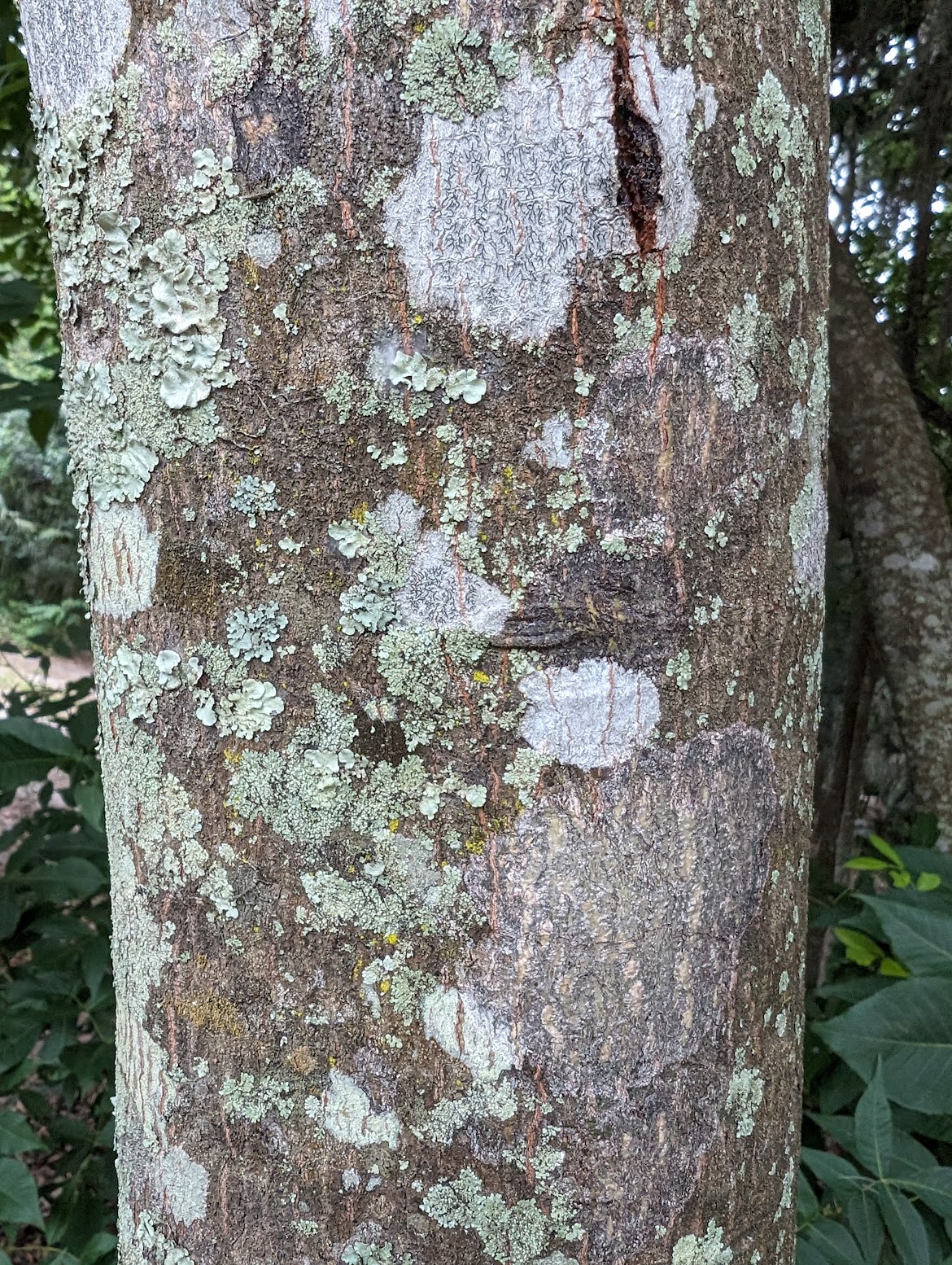 Prunus caroliniana