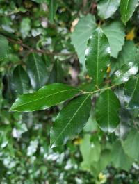 Prunus caroliniana