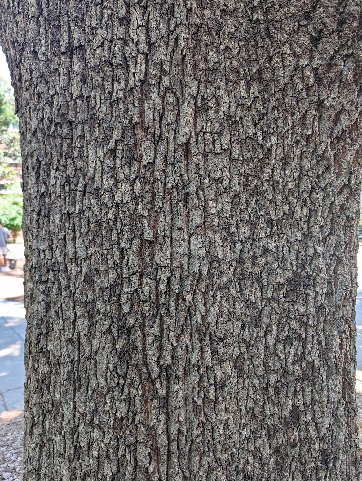 Quercus acutissima
