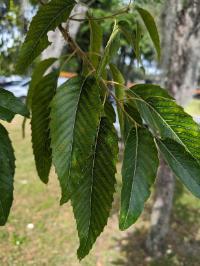 Quercus acutissima