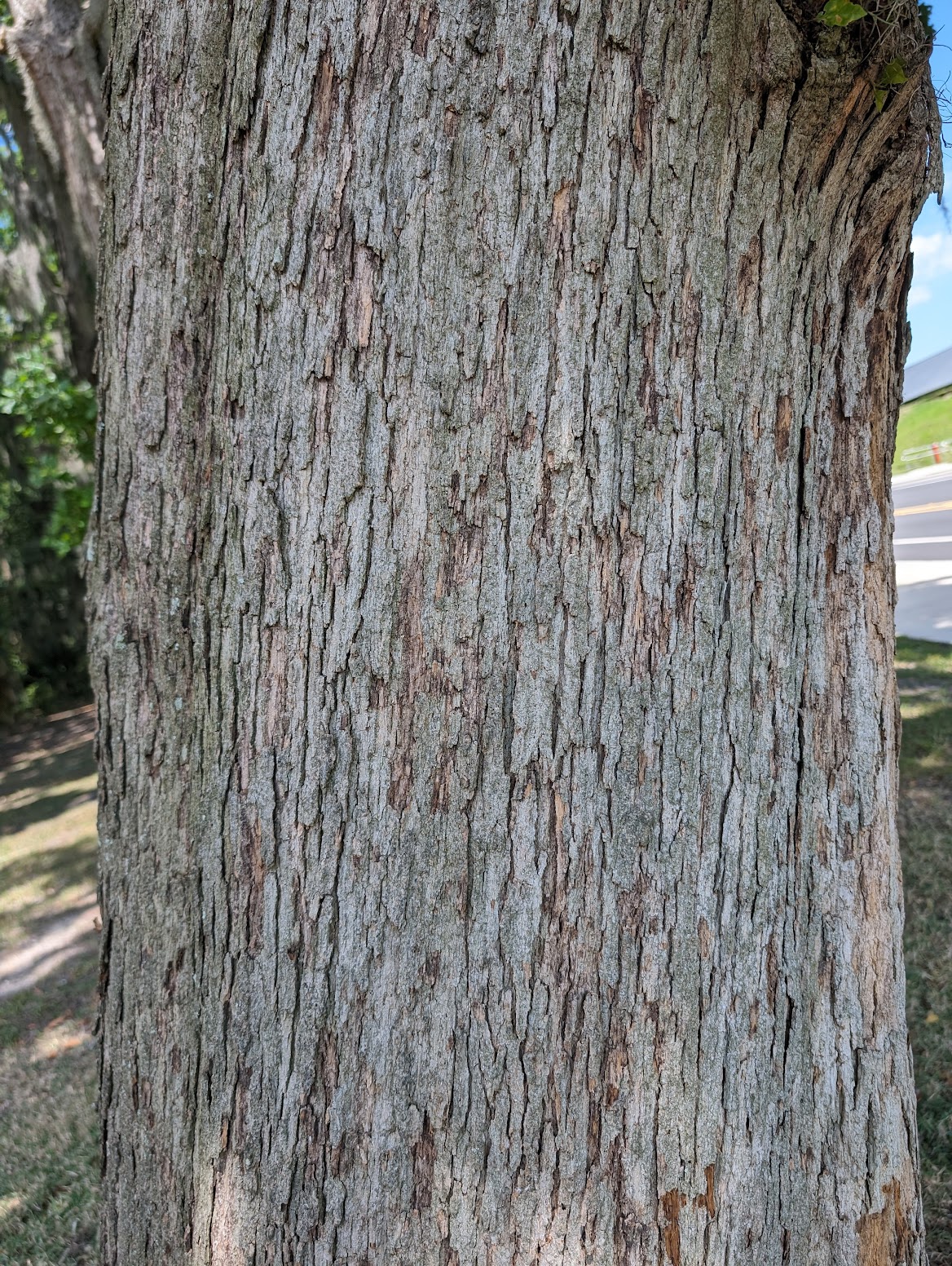 Quercus austrina