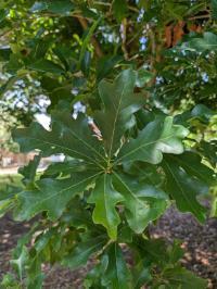 Quercus austrina