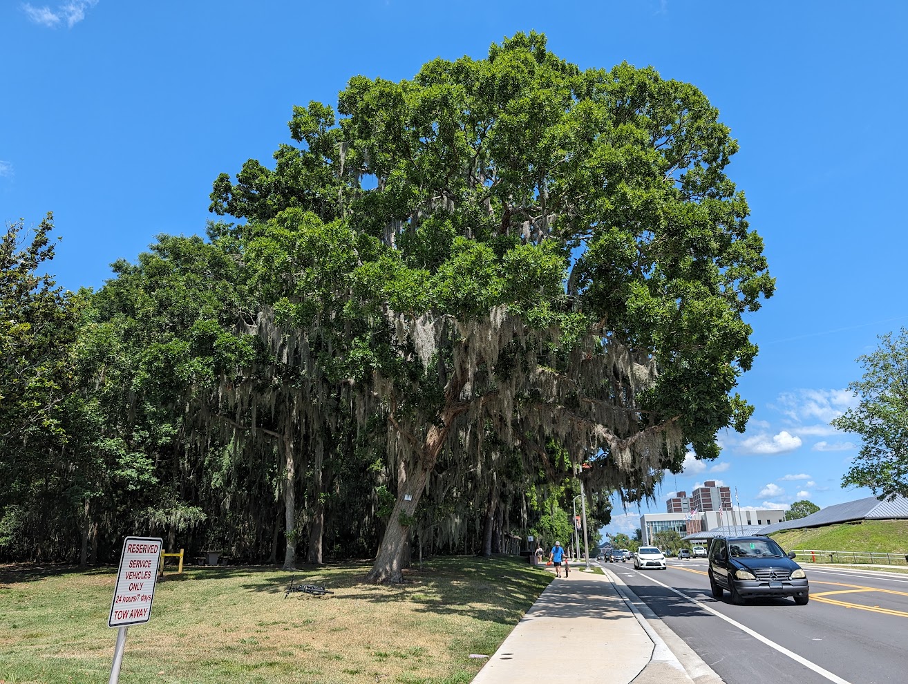 Quercus austrina