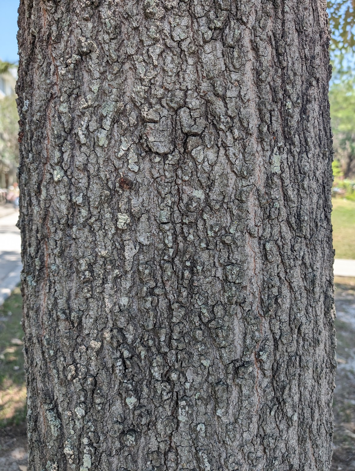 Quercus falcata