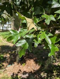 Quercus falcata
