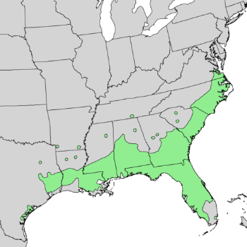 Quercus laurifolia range map