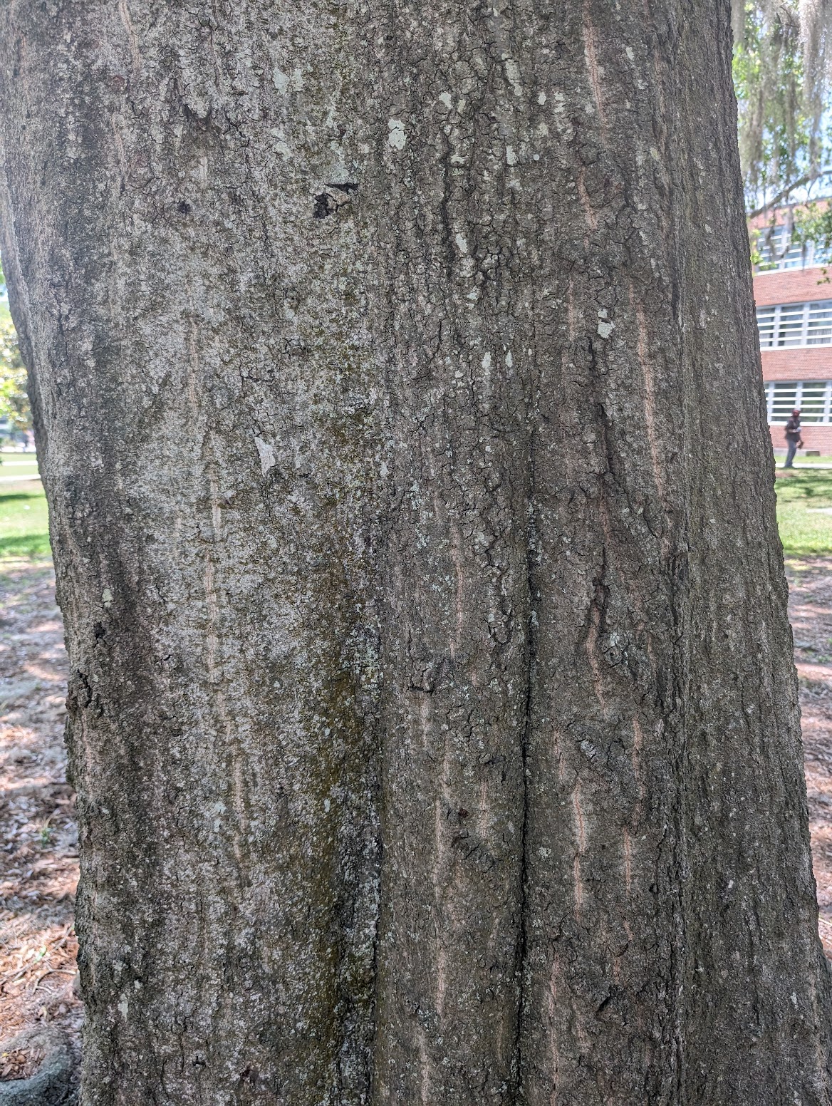 Quercus laurifolia