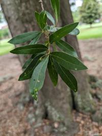 Quercus laurifolia