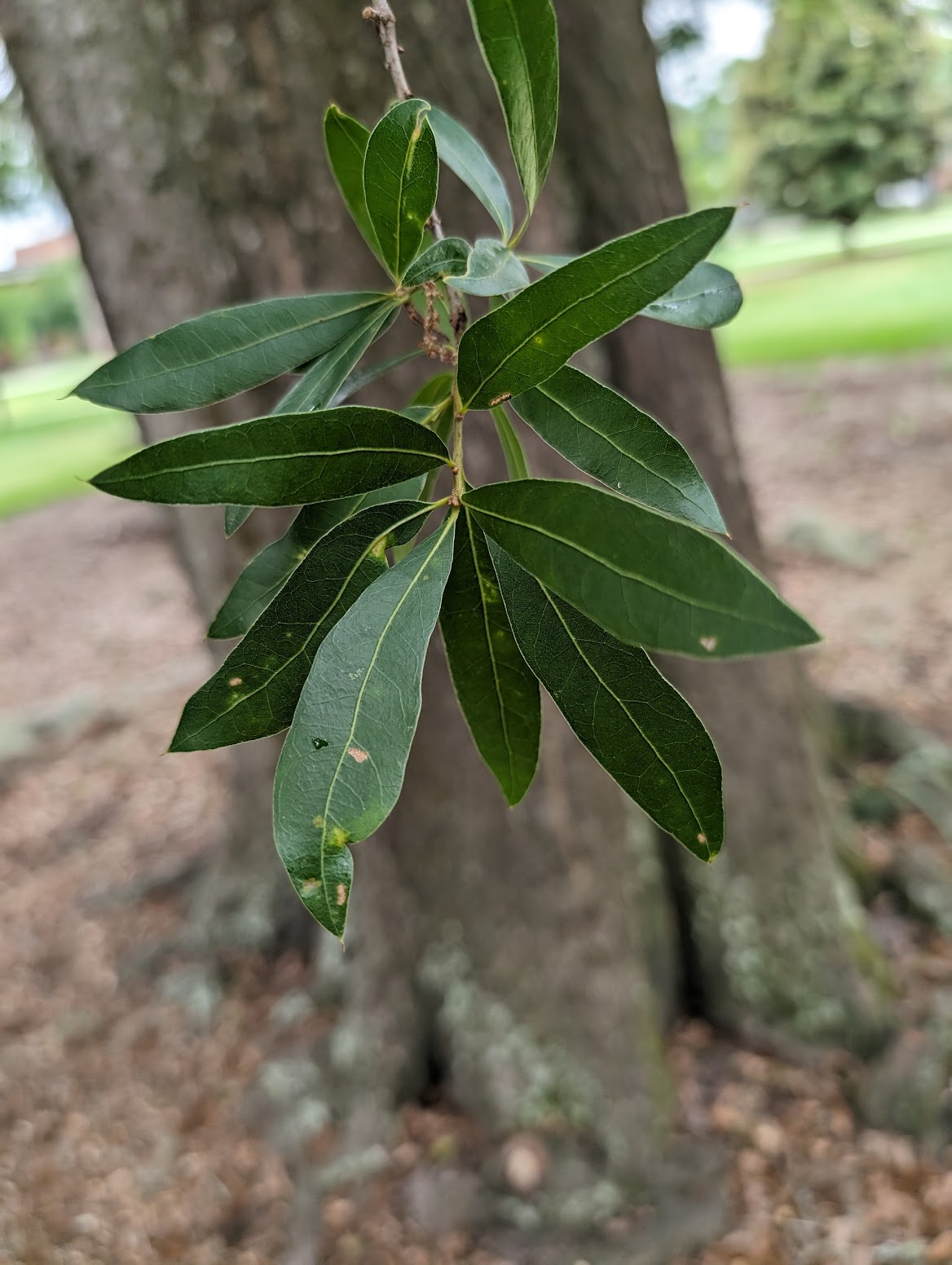 Quercus laurifolia