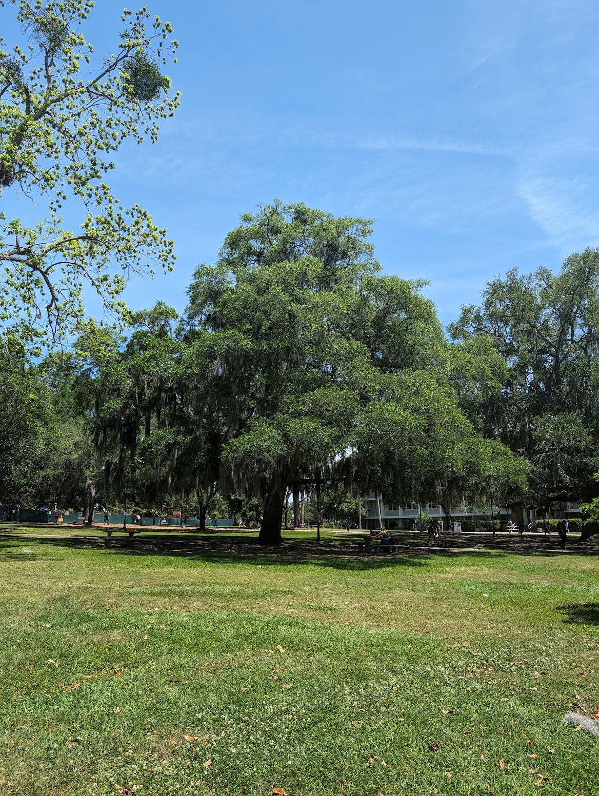 Quercus laurifolia