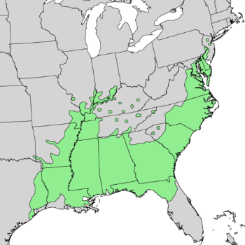 Quercus michauxii range map