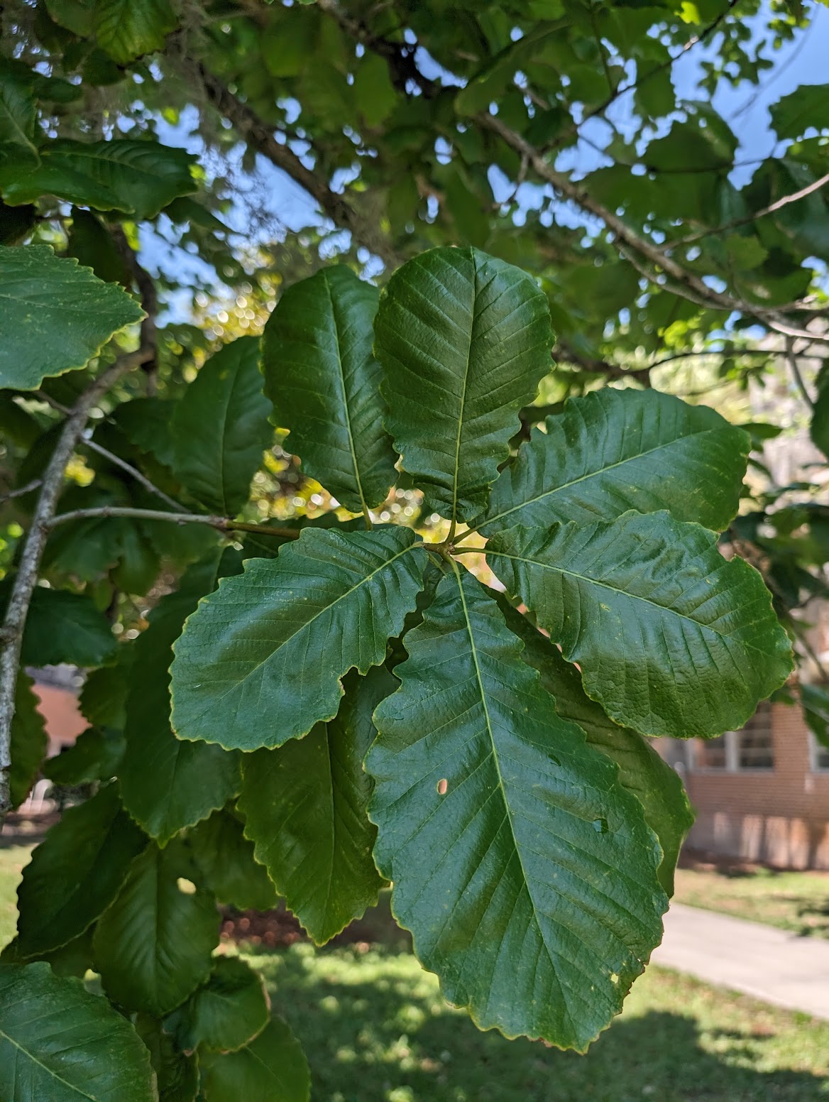 Quercus michauxii