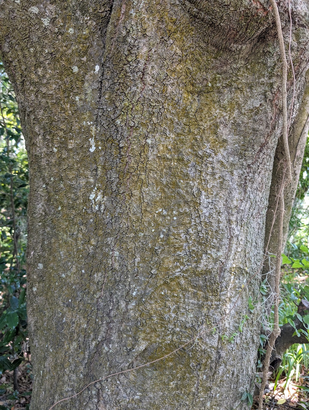 Quercus nigra