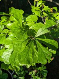 Quercus nigra