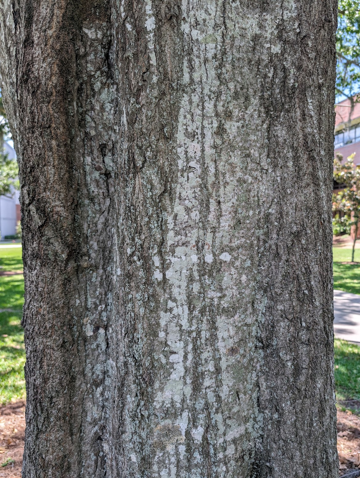 Quercus shumardii