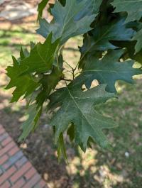 Quercus shumardii