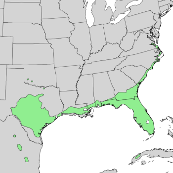 Quercus virginiana range map