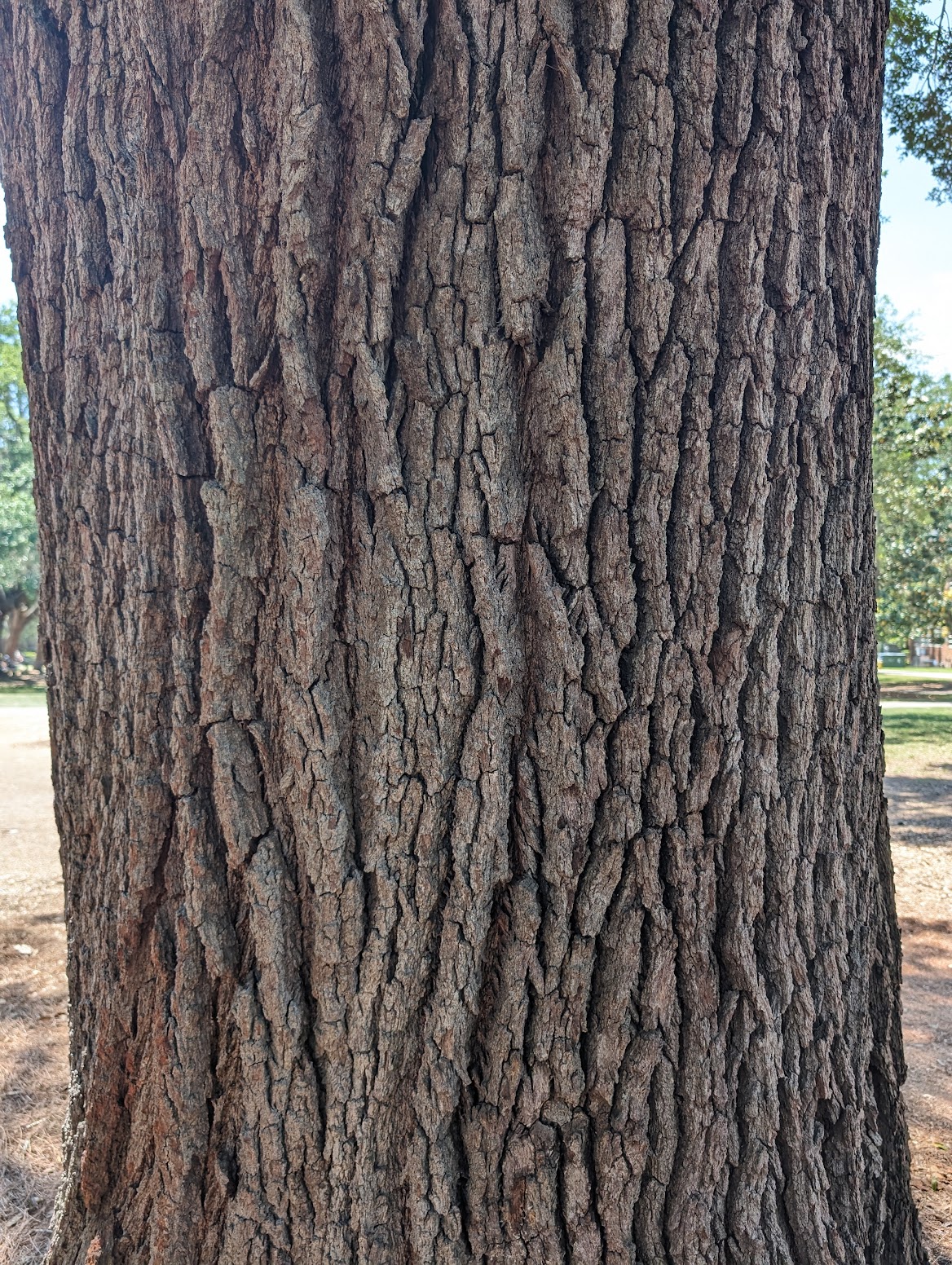 Quercus virginiana