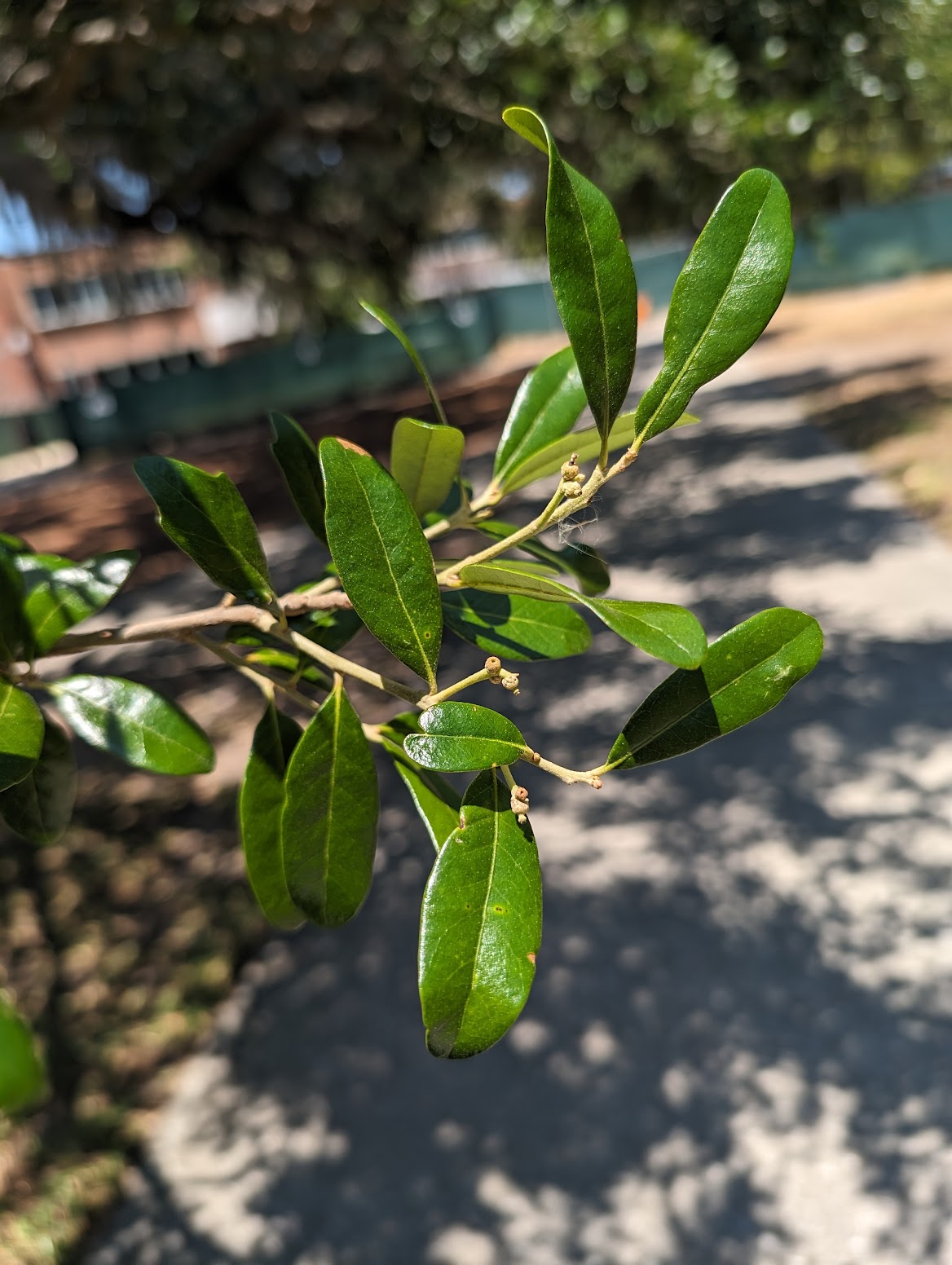 Quercus virginiana