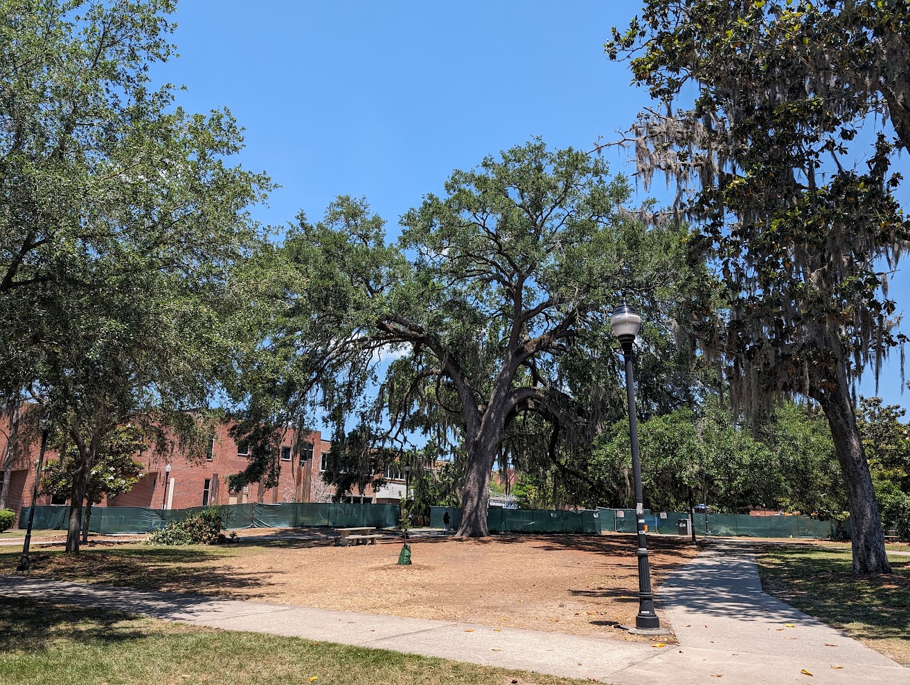Quercus virginiana