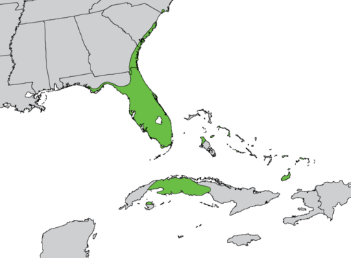 Sabal palmetto range map