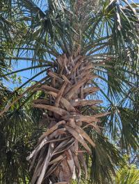Sabal palmetto