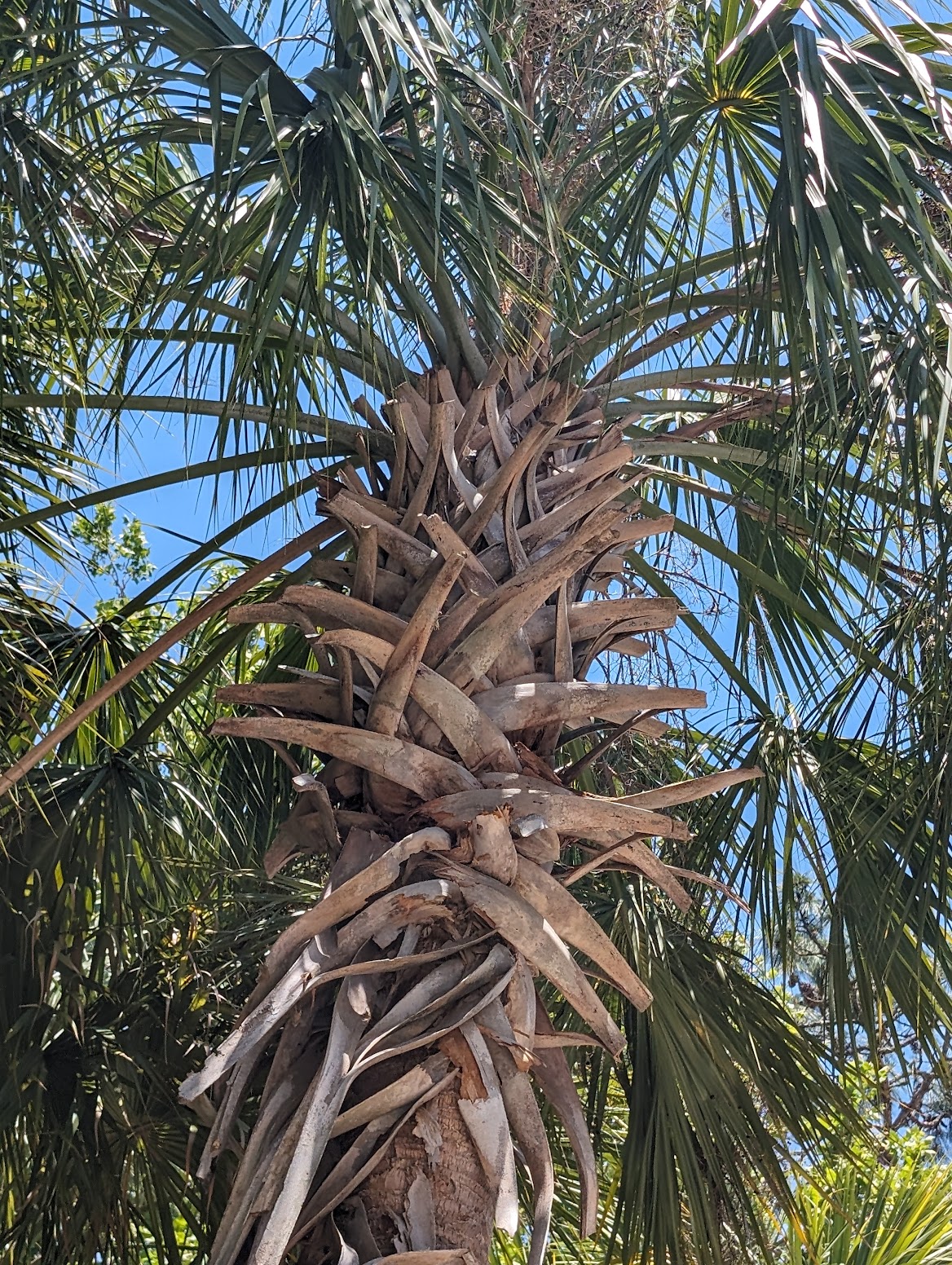 Sabal palmetto
