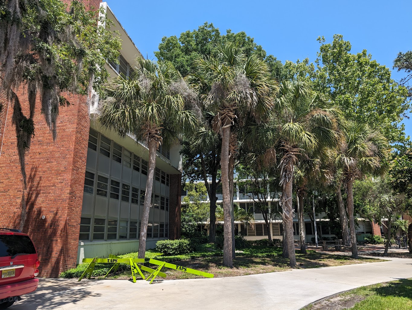 Sabal palmetto