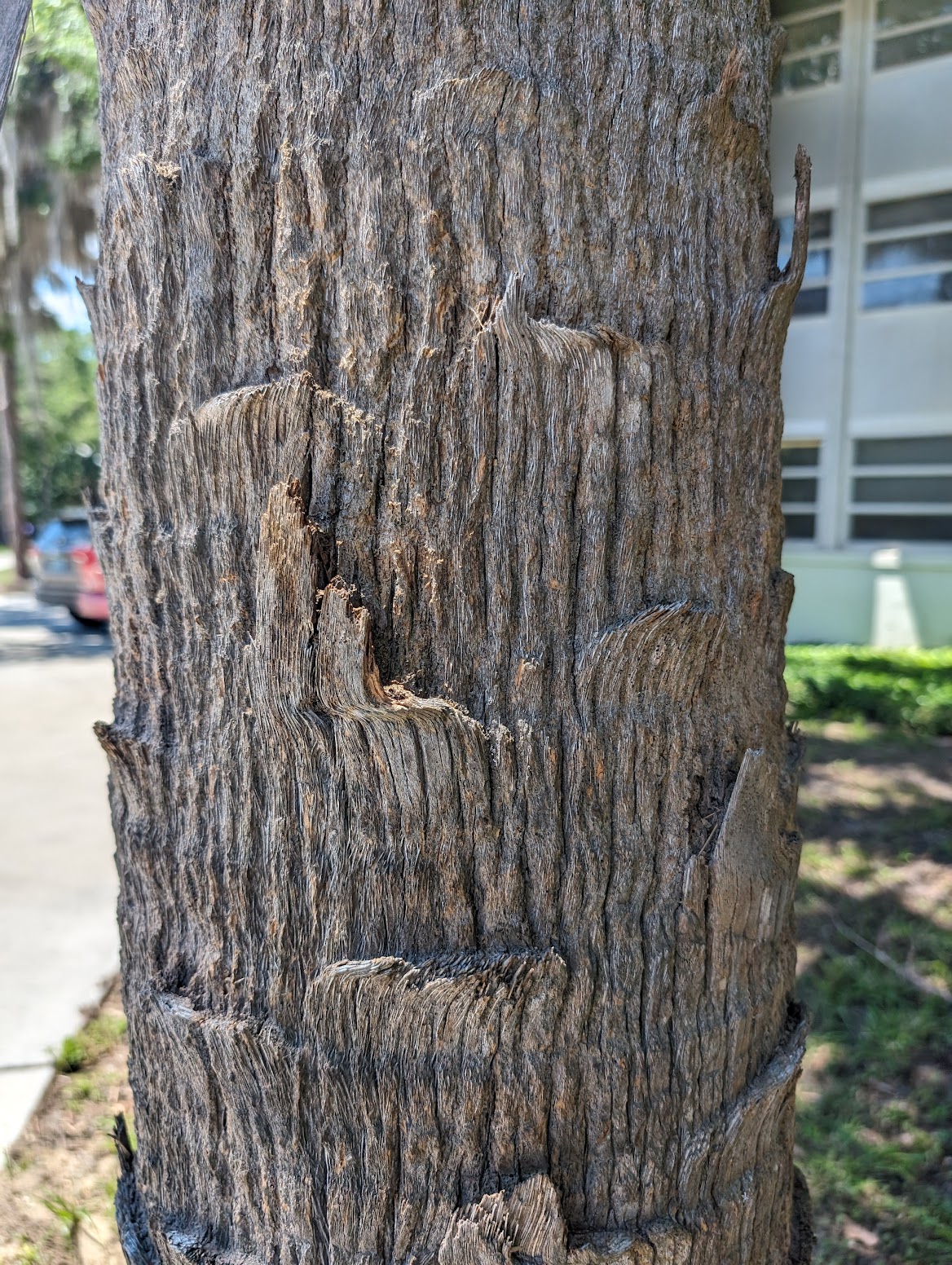 Sabal palmetto