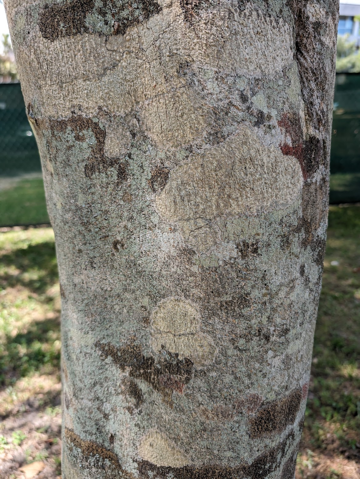 Sapindus saponaria
