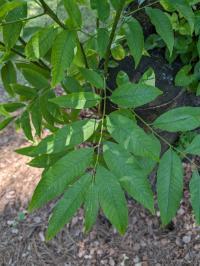 Sapindus saponaria