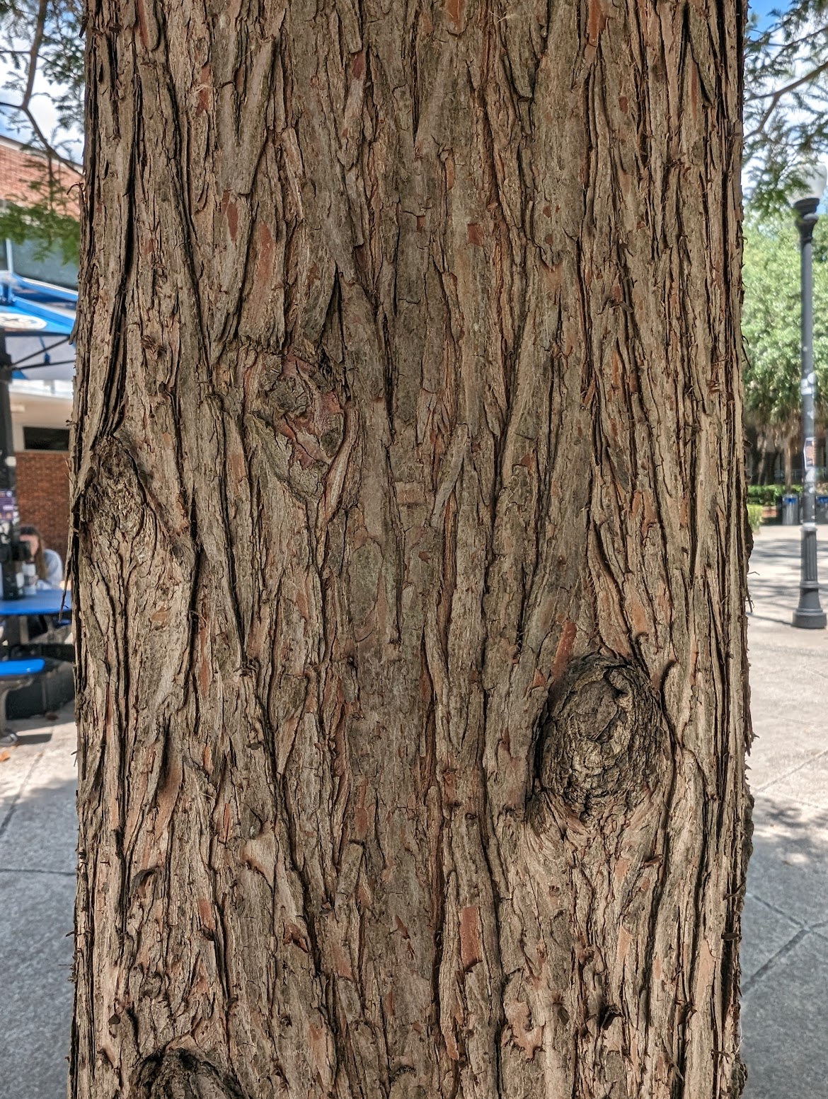 Taxodium distichum