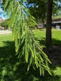 Taxodium distichum