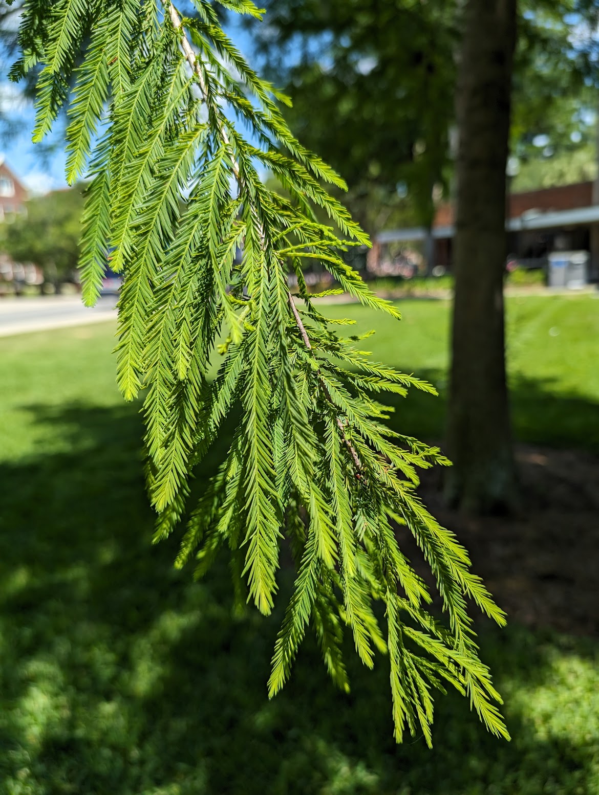 Taxodium distichum