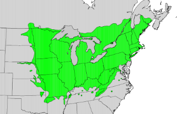 Tilia americana range map