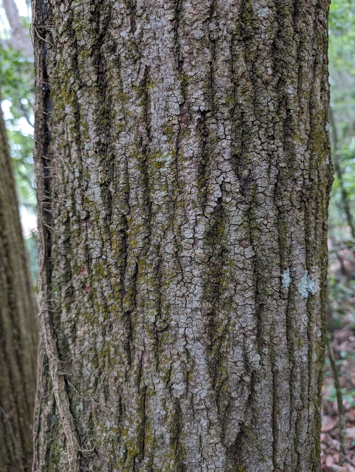 Tilia americana