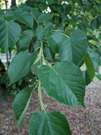 Tilia americana
