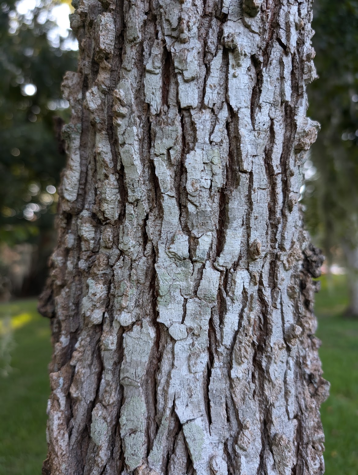 Ulmus alata