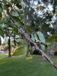 Ulmus alata