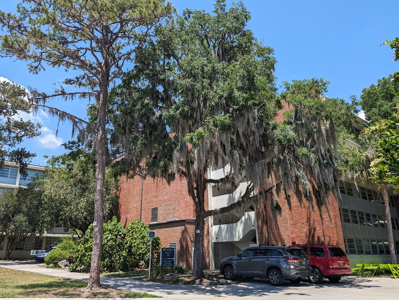 Ulmus alata