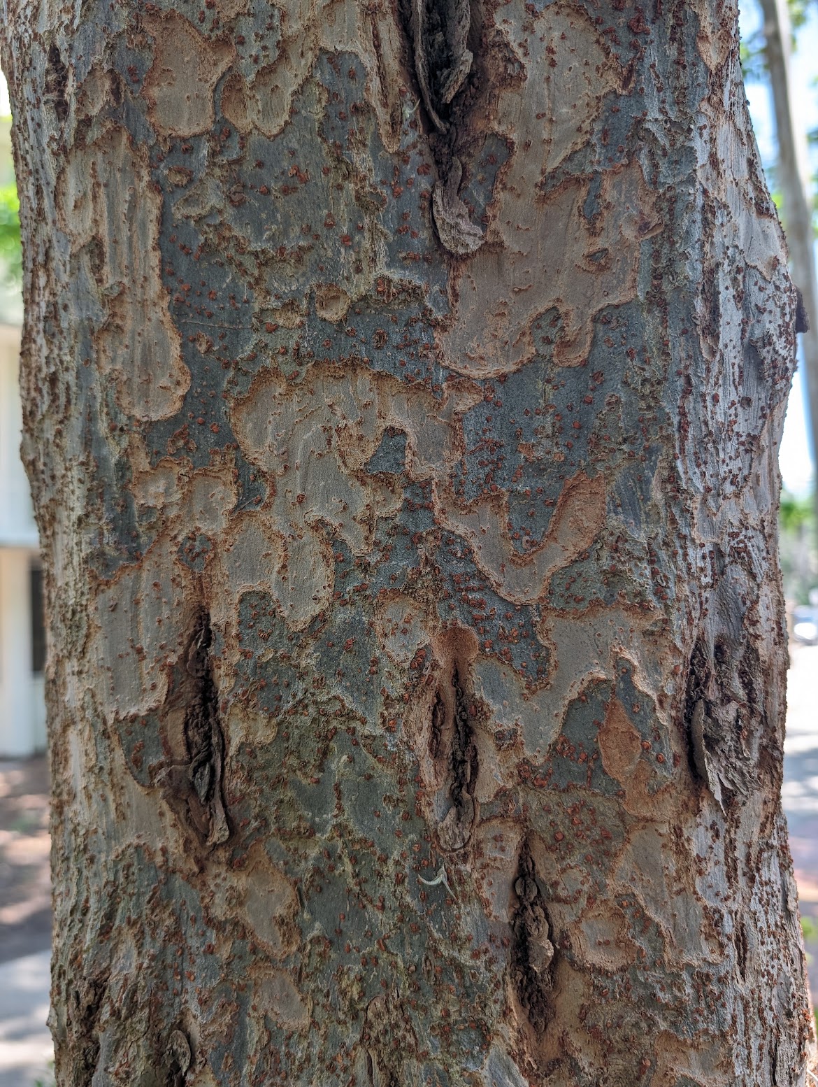 Ulmus parvifolia