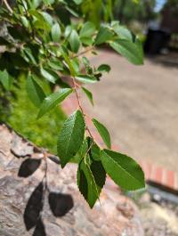 Ulmus parvifolia